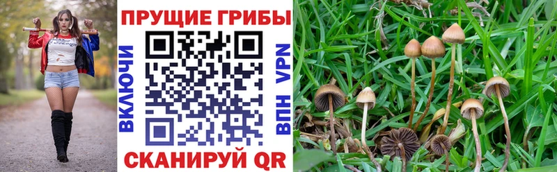 Купить где Чегем Галлюциногенные грибы Cubensis